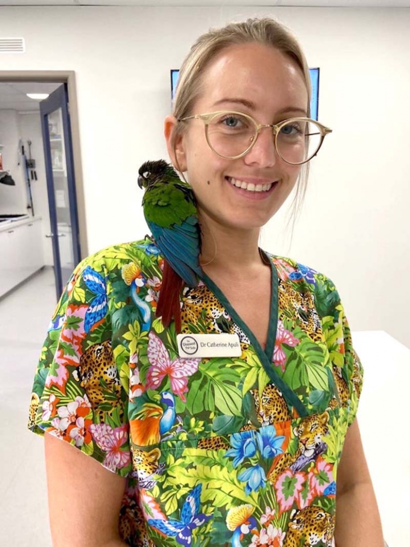 As a veterinarian from Australia sewn parrot new wings