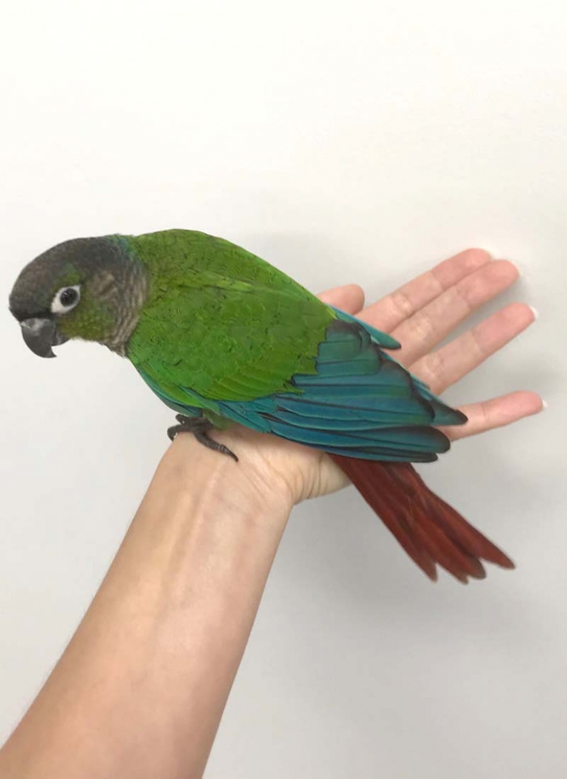 As a veterinarian from Australia sewn parrot new wings