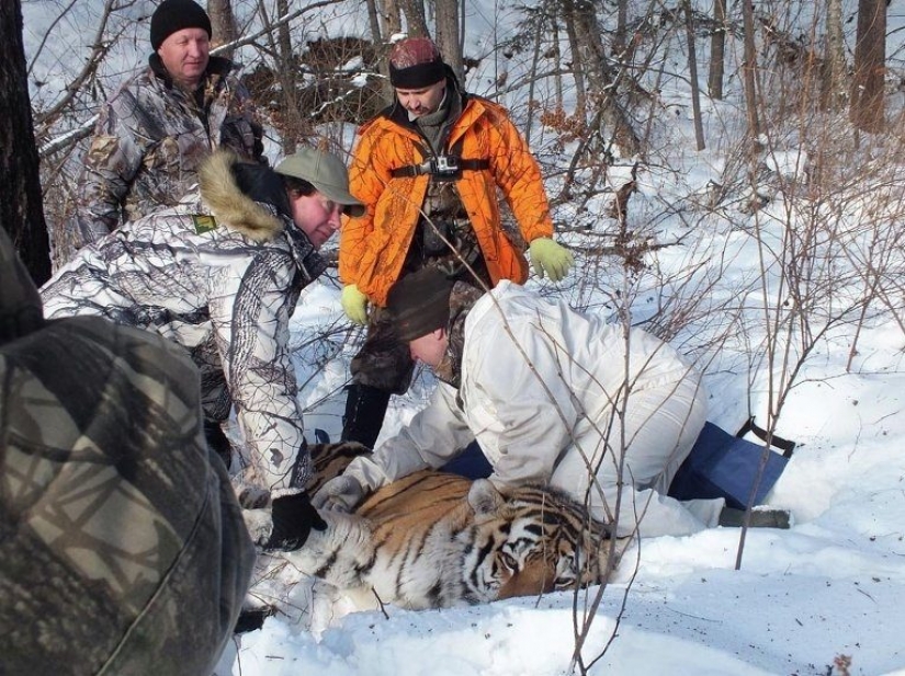 As animal rights activists nearly destroyed the last of the Amur tigers