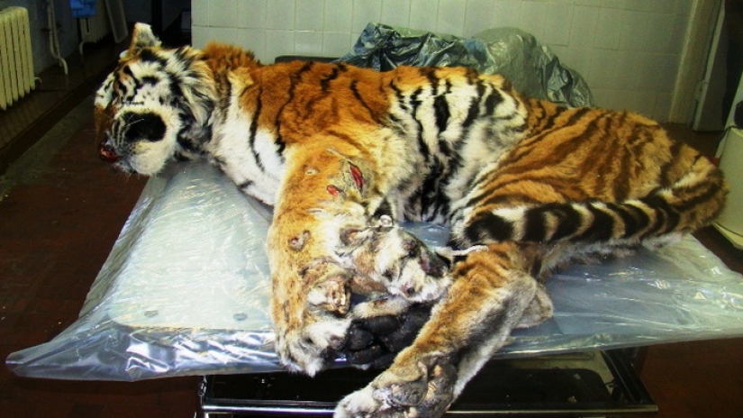 As animal rights activists nearly destroyed the last of the Amur tigers