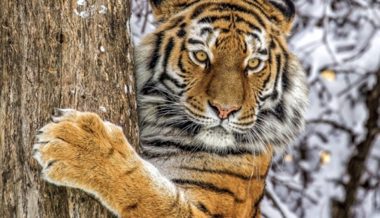 As animal rights activists nearly destroyed the last of the Amur tigers