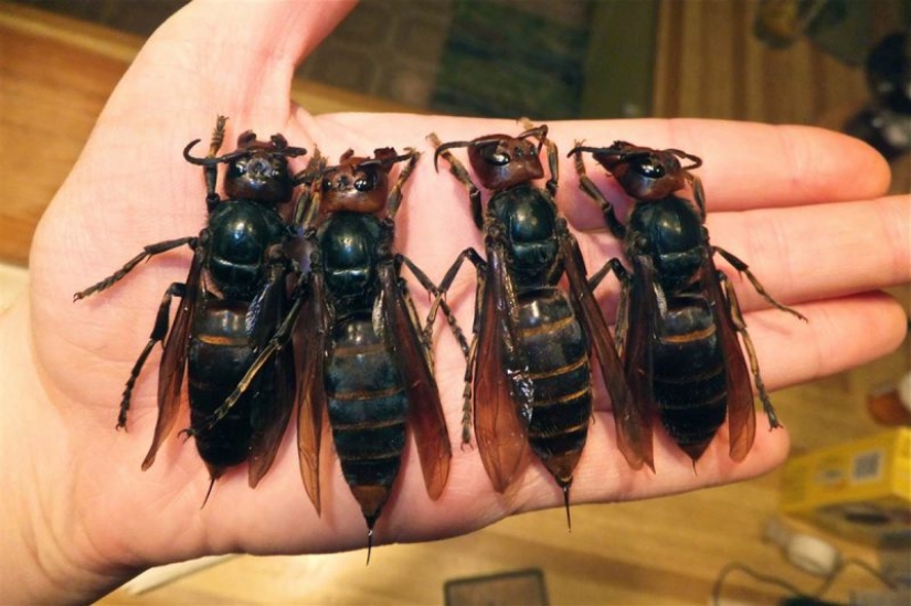 Asian hornets killer learn the continents and it is extremely dangerous for people