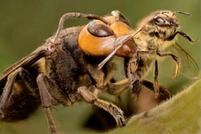Asian hornets killer learn the continents and it is extremely dangerous for people