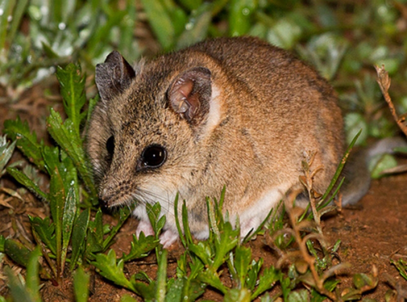 Australian animals that kill with their sweetness