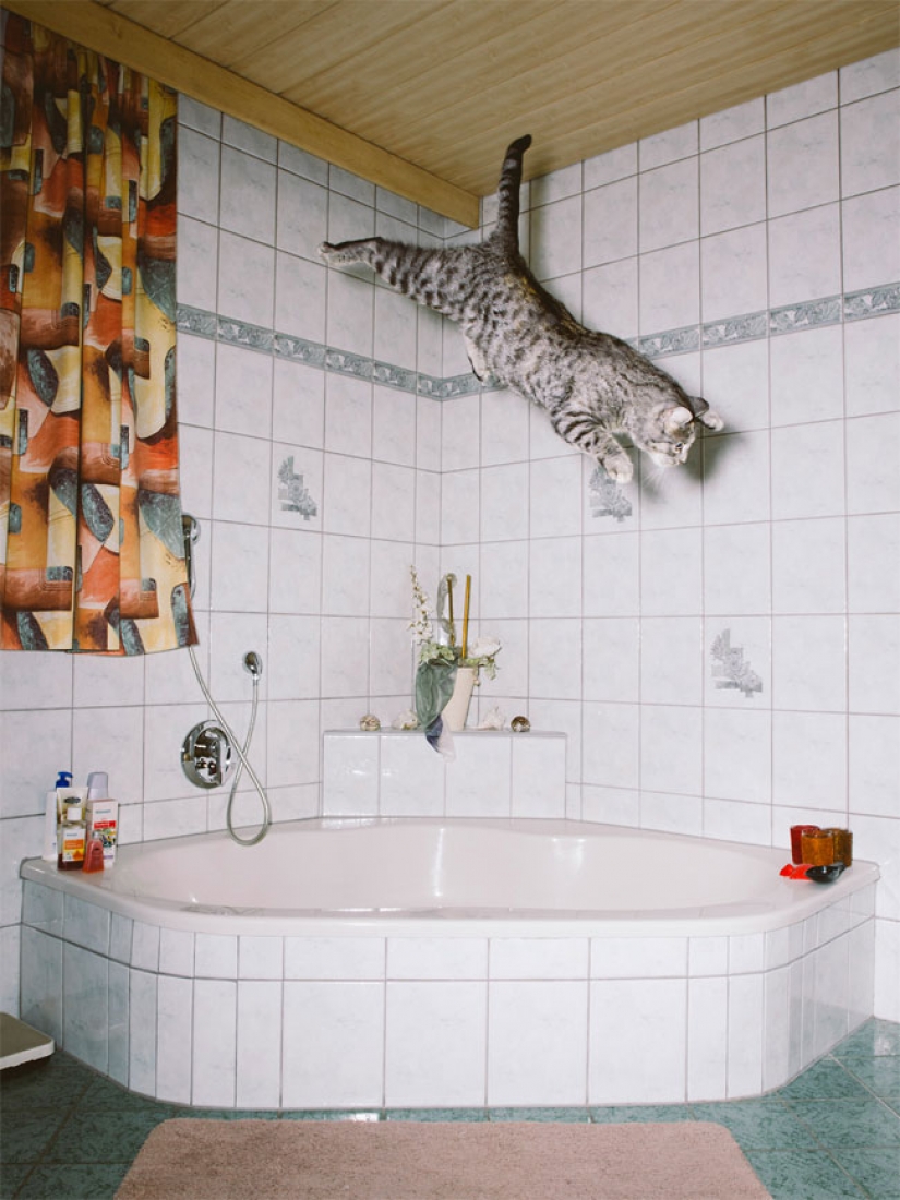 Austrian photographer takes a flying cats