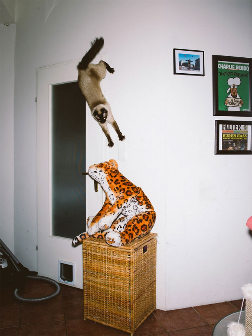 Austrian photographer takes a flying cats