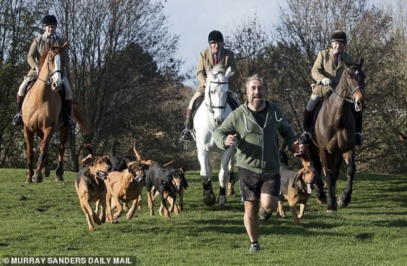 Banned in Britain, fox hunting has been replaced by hunting ... a person