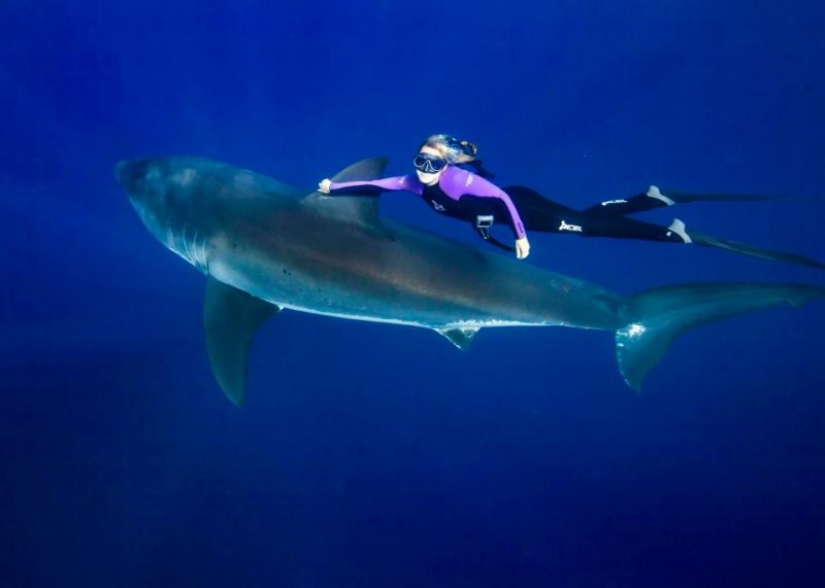 Beauty and the Beast: how a brave model from Hawaii saves white sharks