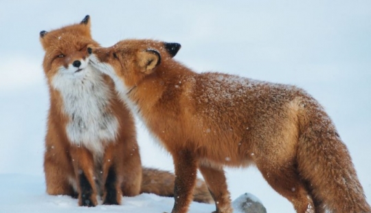 Besar animales, demostrando que más que los humanos pueden mostrar afecto