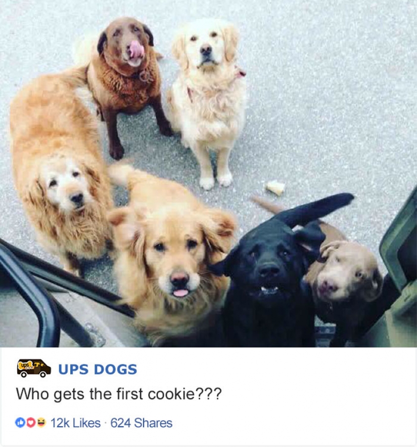 Best Pen pal: how dogs meet american postmen