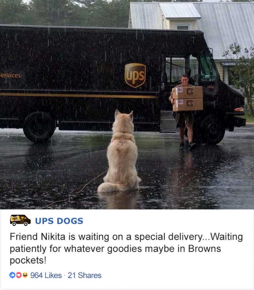 Best Pen pal: how dogs meet american postmen