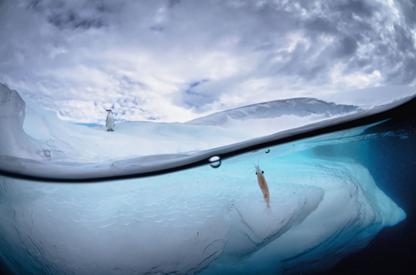 Between two worlds: on these polupodvizhnym photo shows what awaits you behind the curtain of the water