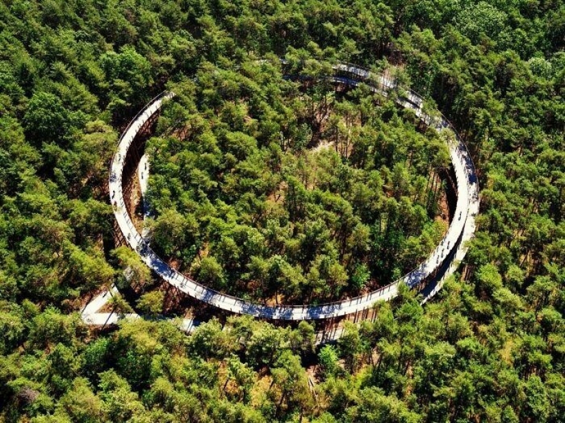 Bike path in Belgium allows you to ride through the forest at a height of 10 meters above the ground