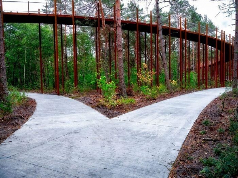 Bike path in Belgium allows you to ride through the forest at a height of 10 meters above the ground