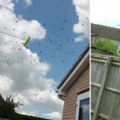 Black revenge: he lured on the lawn of a neighbor 300 crows for Pets