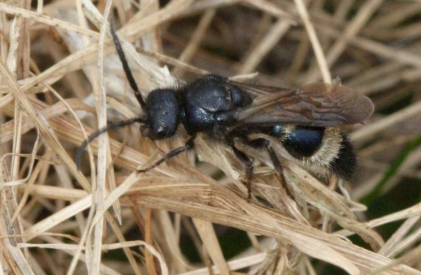 Blanco y esponjoso, "asesino de las vacas": las hormigas son-los impostores con la que puede contar