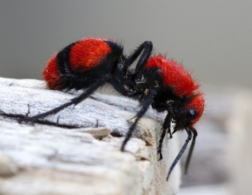 Blanco y esponjoso, "asesino de las vacas": las hormigas son-los impostores con la que puede contar