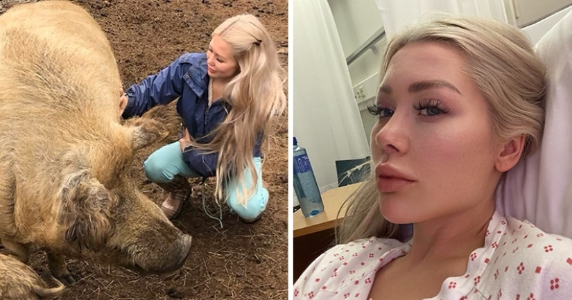 Blogger noruego casi muere durante una selfie con un cerdo doméstico