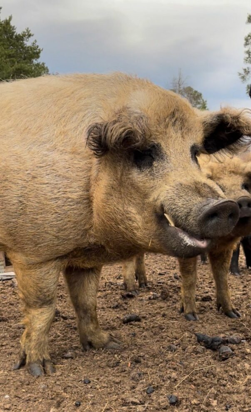 Blogger noruego casi muere durante una selfie con un cerdo doméstico