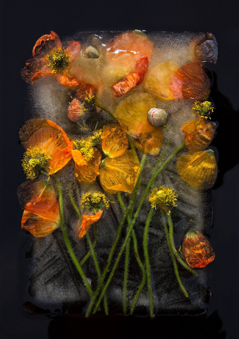 Bodegones de flores congeladas