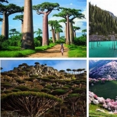 Bosque de otro planeta!