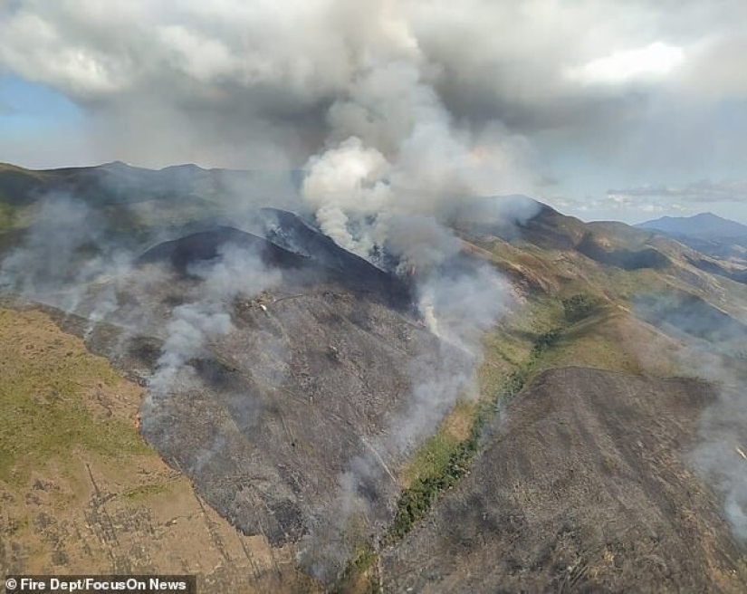 Brazilian pensioner burned 700 hectares of protected forest and killed hundreds of animals because of an insurance scam