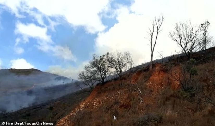 Brazilian pensioner burned 700 hectares of protected forest and killed hundreds of animals because of an insurance scam