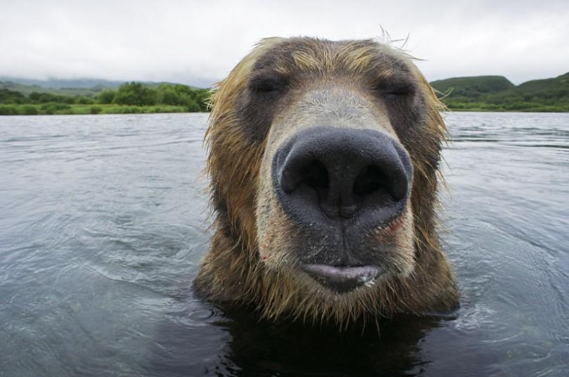 Brown Bear salmon hunting in the Russian Far East