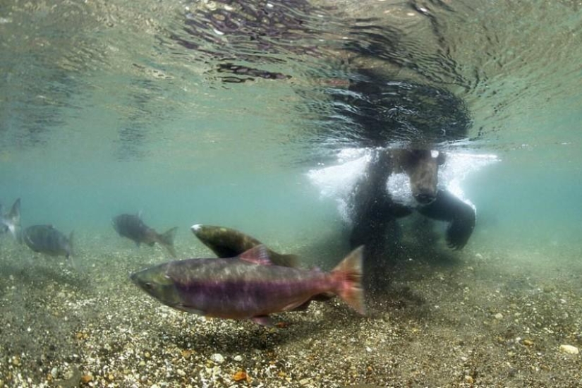 Brown Bear salmon hunting in the Russian Far East