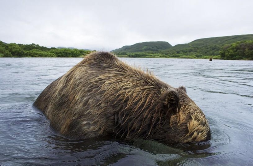 Brown Bear salmon hunting in the Russian Far East