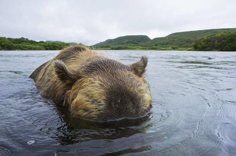 Brown Bear salmon hunting in the Russian Far East