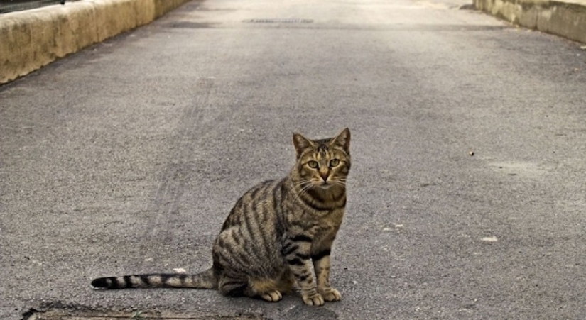 Buena misión: un monje de Shanghai cuida de 8.000 animales sin hogar