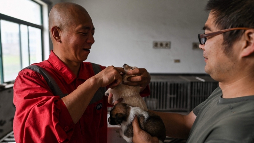 Buena misión: un monje de Shanghai cuida de 8.000 animales sin hogar