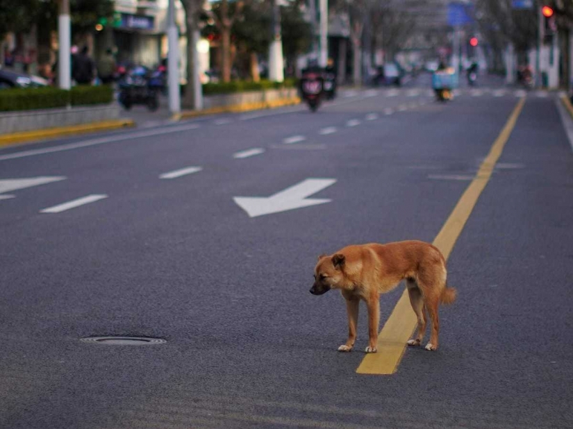 Buena misión: un monje de Shanghai cuida de 8.000 animales sin hogar