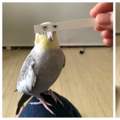Build eyes! Paper strip uplifting the parrot and its owners