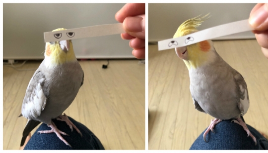 Build eyes! Paper strip uplifting the parrot and its owners
