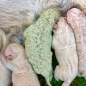 Cachorro nacido con pelaje verde