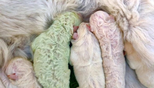 Cachorro nacido con pelaje verde