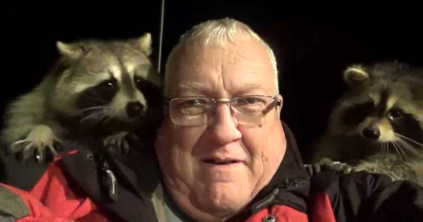 Canadian pensioner became a "Raccoon Charmer", fulfilling the will of his late wife