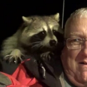 Canadian pensioner became a "Raccoon Charmer", fulfilling the will of his late wife