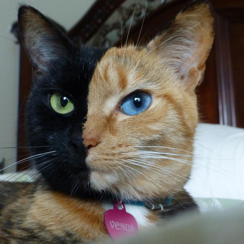Cat with a cat: the creativity of nature on purrs