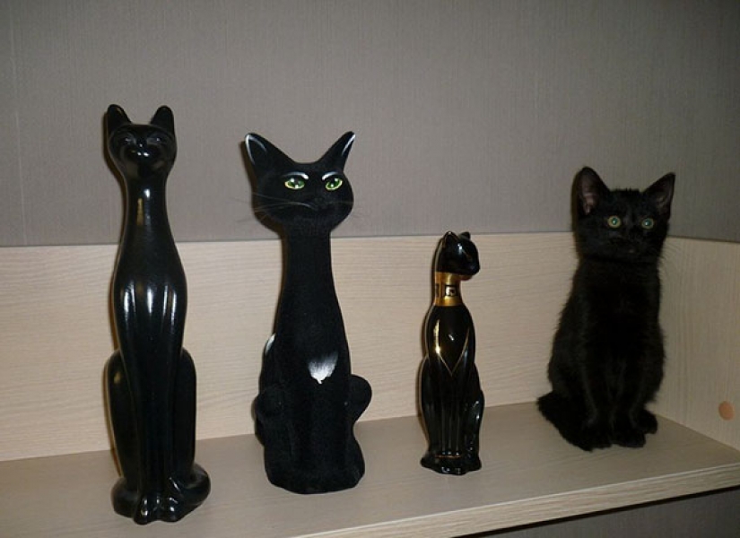 Cats that perfectly disguise themselves
