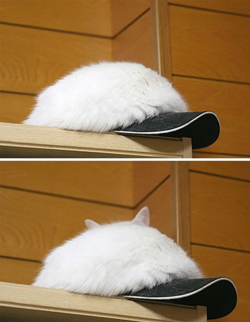 Cats that perfectly disguise themselves