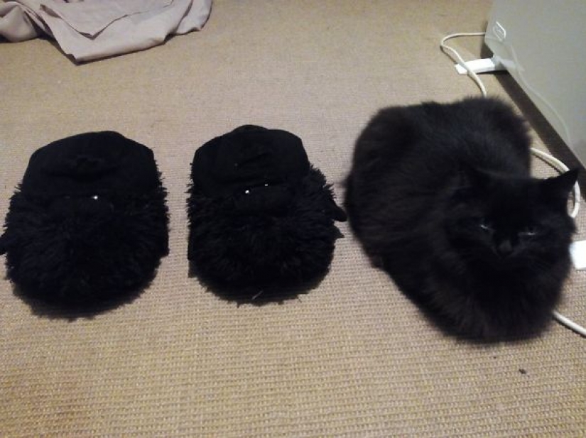 Cats that perfectly disguise themselves