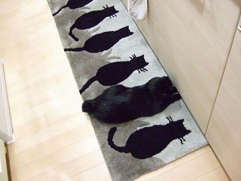 Cats that perfectly disguise themselves