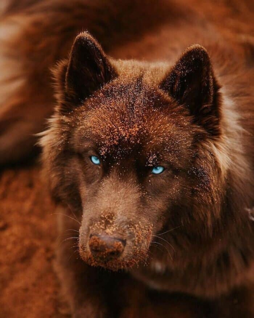 Chocolate husky de calabaza, la gana los corazones de Instagram