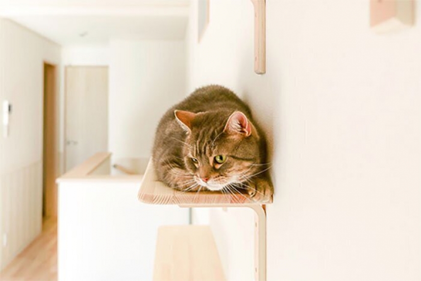 Cómo construir una casa para un solo gato, amantes de Japón