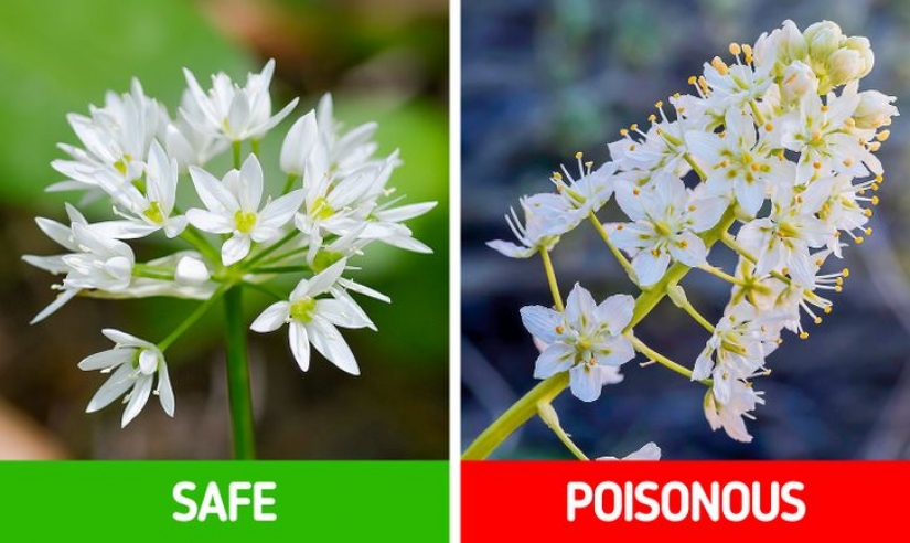 Cómo distinguir 6 pares de plantas que son fáciles de confundir entre sí