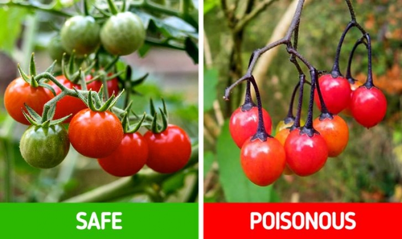 Cómo distinguir 6 pares de plantas que son fáciles de confundir entre sí