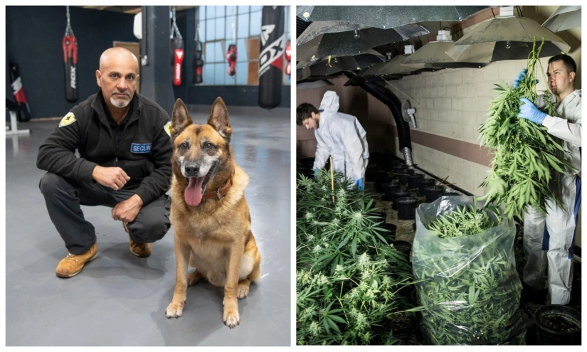 Cómo el perro Rambo olió una plantación de marihuana a través de un agujero en la pared del gimnasio
